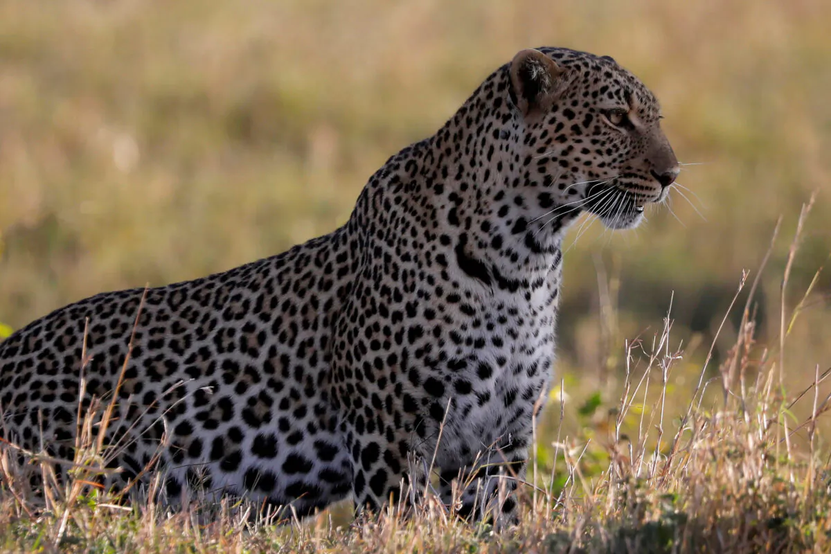 A leopard sits in the grass in the Maasai Mara National Reserve, Kenya, October 15, 2019. (REUTERS/Baz Ratner/File Photo)