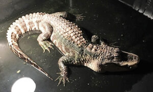 Fully Grown Alligator Discovered Living in Ohio Man's Basement Rescued to Reptile Sanctuary