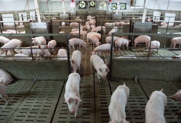 pigs