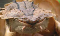 Scientists Discover Bizarre-Looking Rock-Like New Species of Mata Mata Turtle