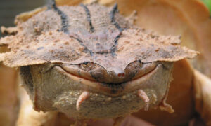 Scientists Discover Bizarre-Looking Rock-Like New Species of Mata Mata Turtle