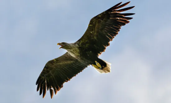 UK’s Largest Bird of Prey Returns to English Skies for the First Time in Over 200 Years