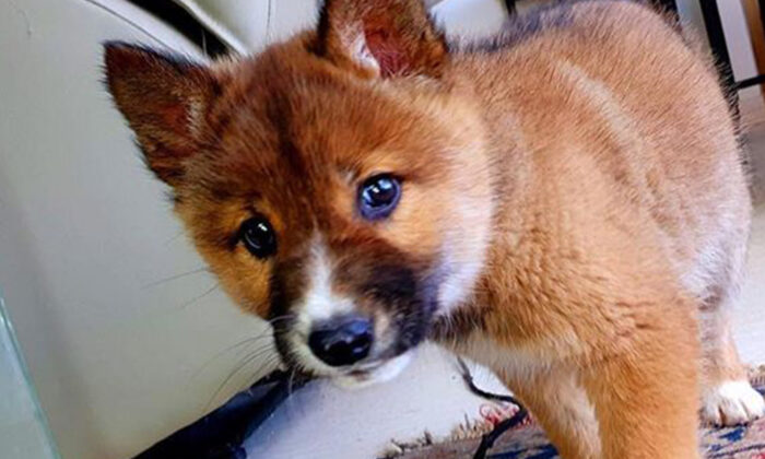 Rare Endangered Dingo Puppy Dropped By Eagle Into Lady S Backyard In Australia