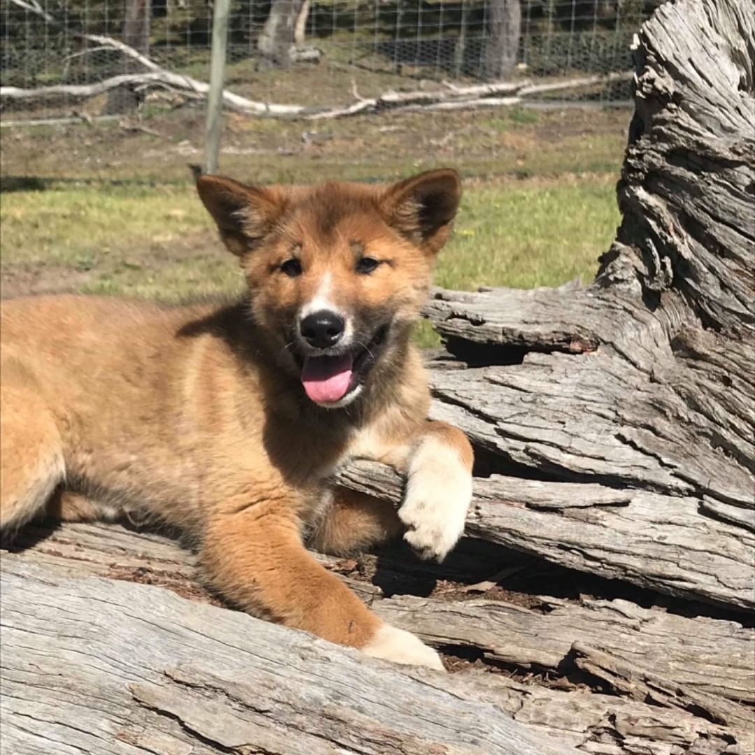 Endangered dingo believed to be dropped by eagle into backyard