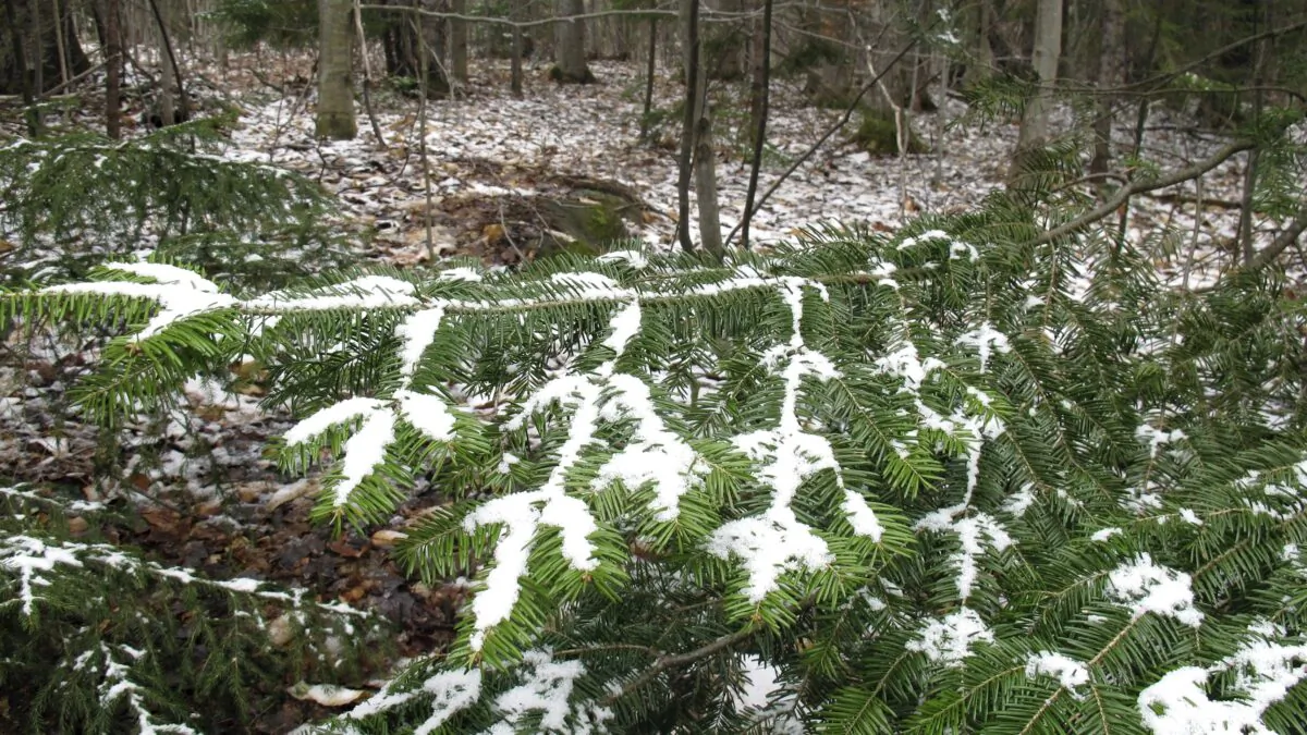 A dusting of snow covers tree branches in Stowe, Vt., on May 5, 2020. (Wilson Ring/AP Photo)
