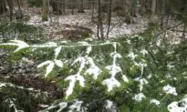 Polar Vortex Set to Whip Up Strong Winds, Freezing Temperatures, and Snow