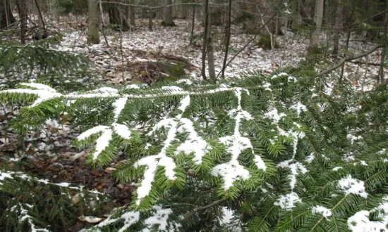 Polar Vortex Set to Whip Up Strong Winds, Freezing Temperatures, and Snow