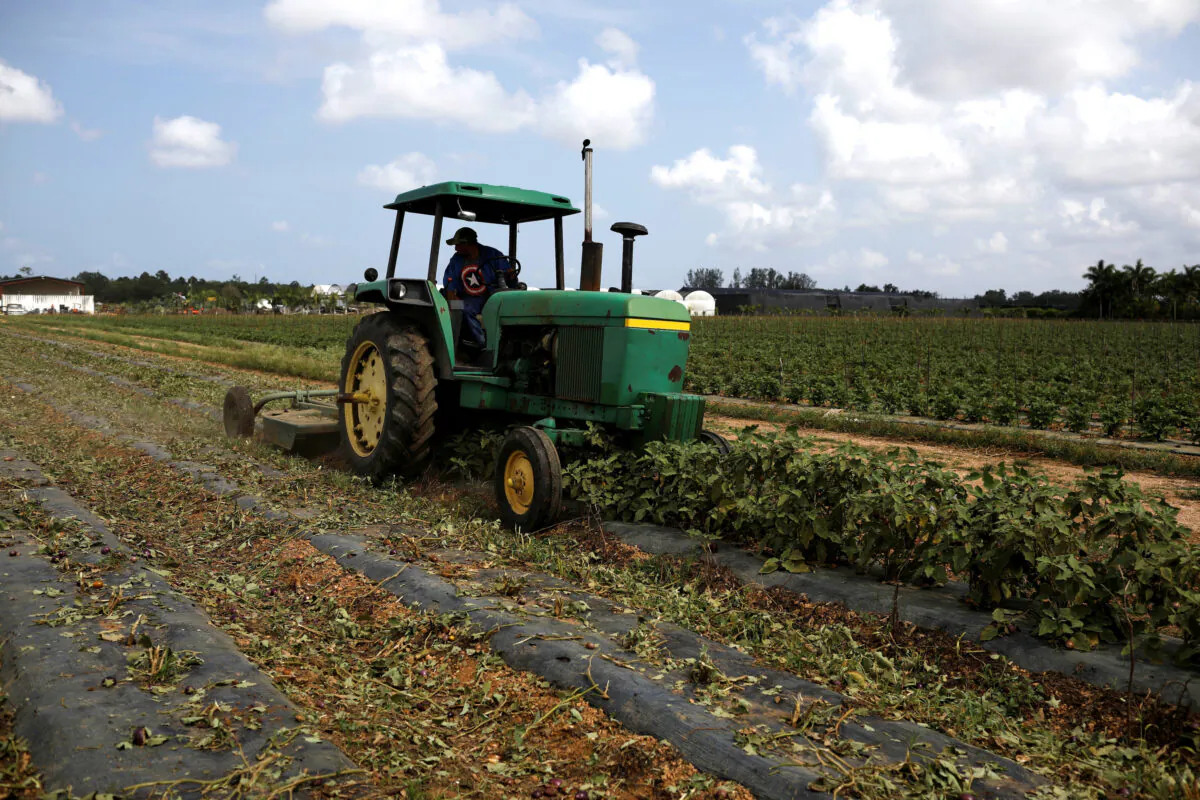 A worker in a farm tractor cuts eggplant bushes in Homestead, Fla., on April 17, 2020. (Marco Bello/Reuters)