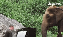 Pianist Plays Piano For Blind Elephant