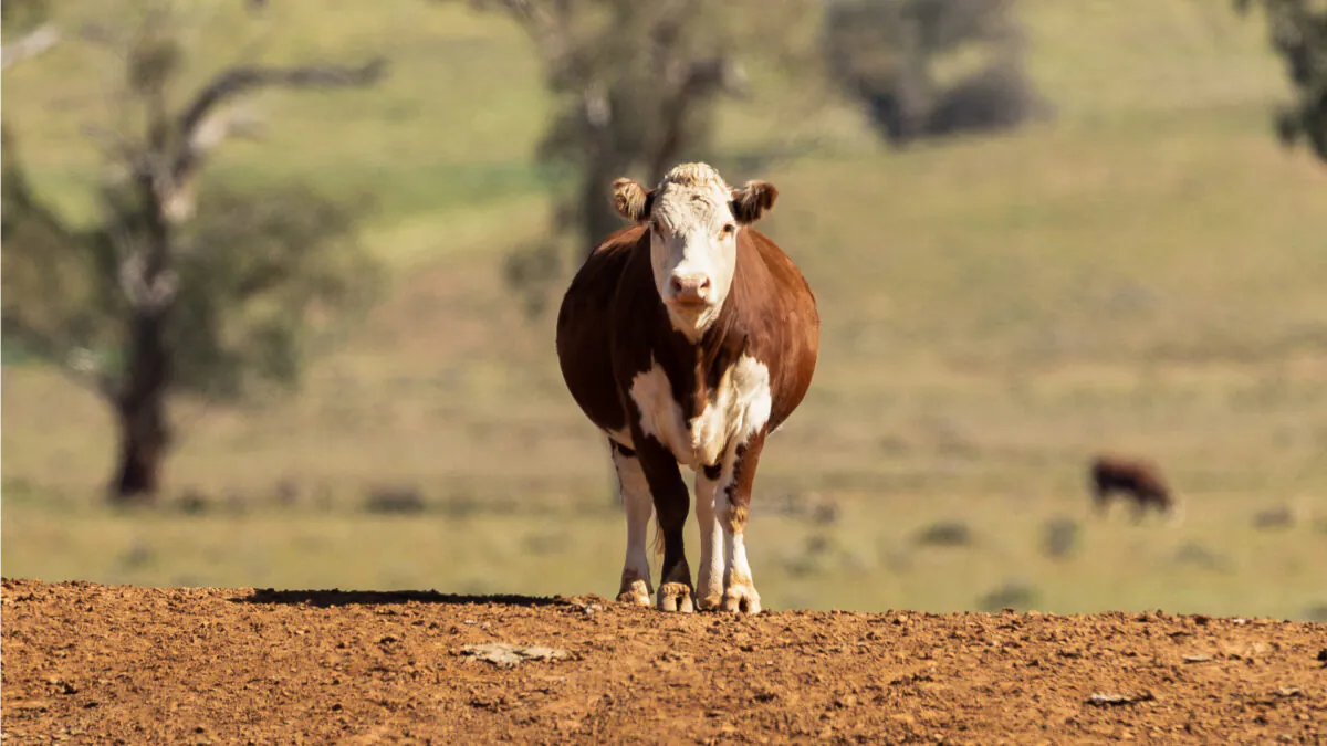 A cow on the bank of a farm dam in Gunnedah, northwest New South Wales on May 4, 2020. (Mark Kolbe/Getty Images)