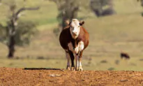 Australia Joins UN Methane Reduction Scheme, Pledges Funding for Flatulence Pill