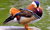 ‘The Most Beautiful Duck in the World’: Mandarin Duck Sighted Again in Western Canada Lake