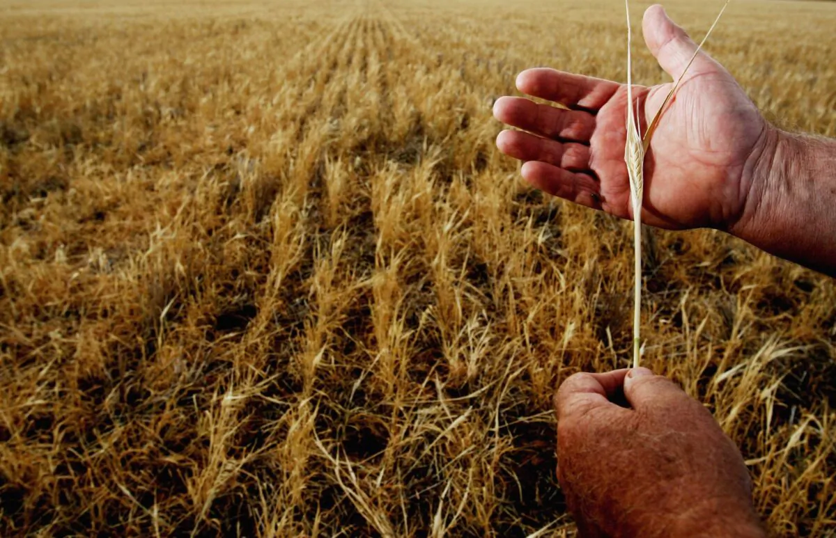 Farmer inspects a dead Barley crop on his farm in Parkes, Australia, on Oct. 25, 2006. (Ian Waldie/Getty Images)