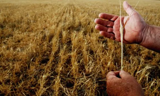Australian Farmers Set to Achieve Record $73 Billion Season