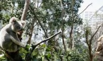 NSW Government Agrees to New Koala Policy