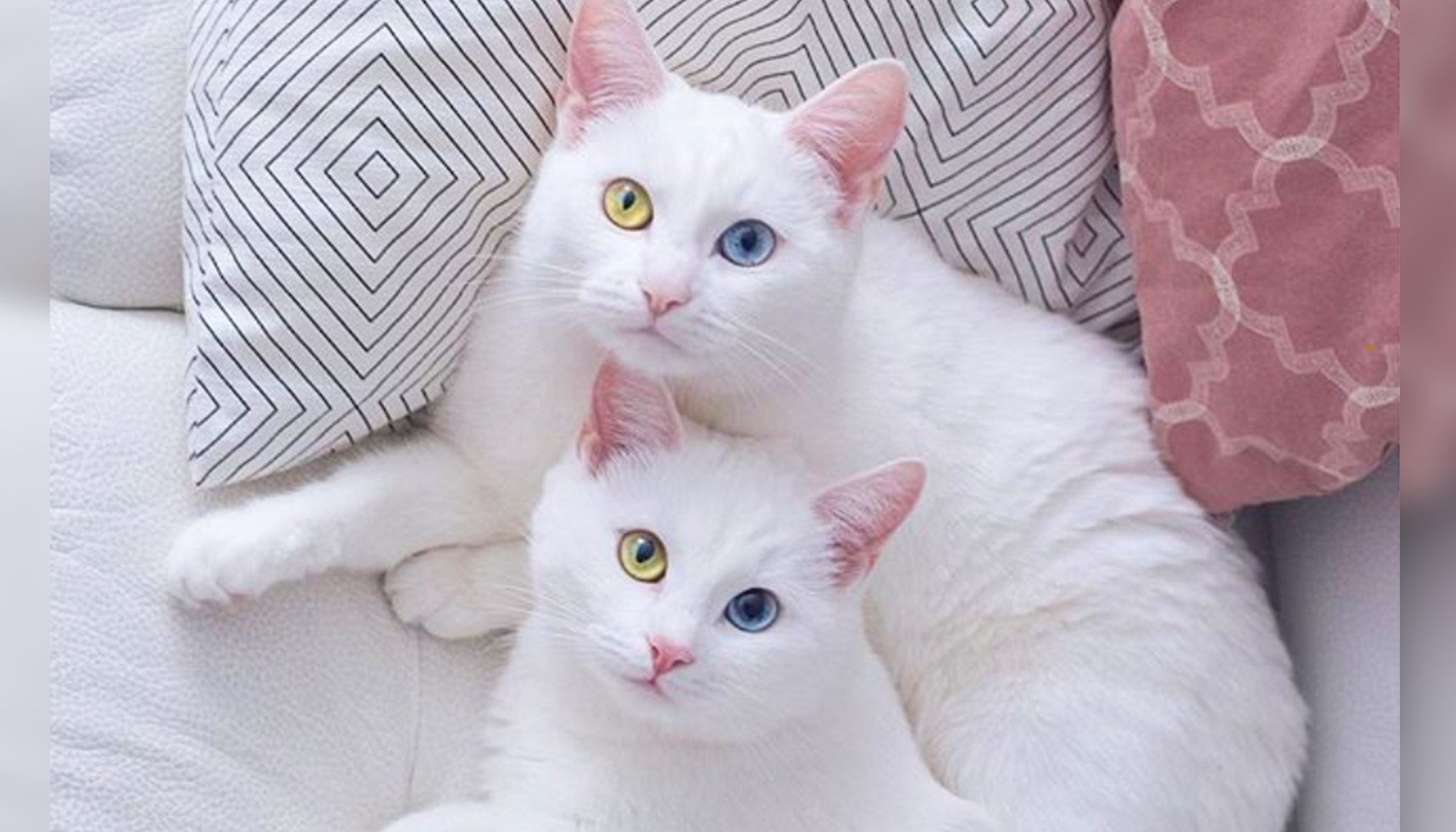 порода кошки русская белая фото