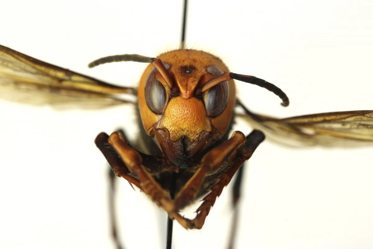 A dead Asian giant hornet in a lab in Olympia, Wash., on Dec. 30, 2019. (Quinlyn Baine/Washington State Department of Agriculture/AP)