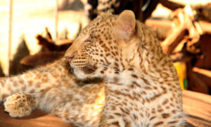 Researcher Photographs Extremely Rare 'Strawberry' Leopard With Motion-Sensing Camera in South Africa