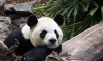 Bye Bye Bears: Calgary Zoo Returning Pandas to China Due to Bamboo Barriers