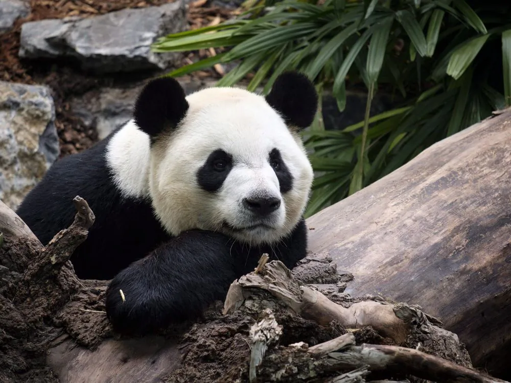 Da Mao, an adult male panda bear, looks on at the Calgary Zoo during the opening of its giant panda habitat, Panda Passage, in Calgary, Alta., Monday, May 7, 2018. (Jeff McIntosh/The Canadian Press)