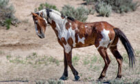 Meet Picasso, America’s Most Famous Wild Horse That Will Stun You With His Beautiful Coat