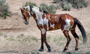 Meet Picasso, America's Most Famous Wild Horse That Will Stun You With His Beautiful Coat