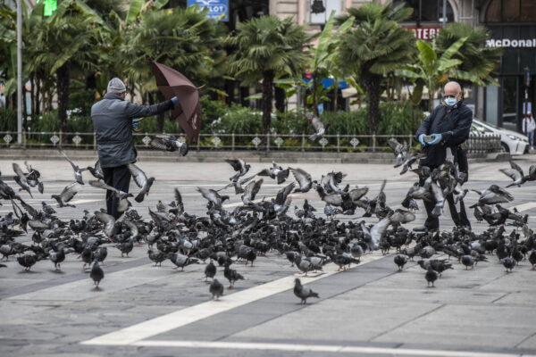 Pigeons-Milan