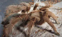 Man Discovers Puppy-Sized Tarantula While Walking in the Rainforest–and It’s called the Goliath Birdeater