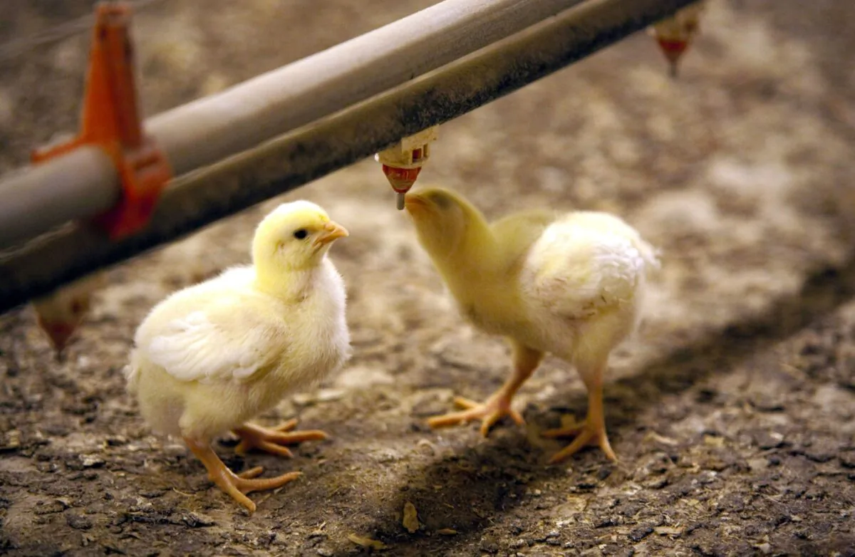 Baby chicks at Benoît Fontaine’s poultry farm in Lac Champlain, Quebec. (Courtesy Benoît Fontaine)