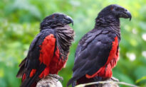 The Dracula Parrot Is Hauntingly Beautiful but Dwindling As Poachers Hunt for Their Feathers