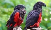 The Dracula Parrot Is Hauntingly Beautiful but Dwindling as Poachers Hunt for Their Feathers