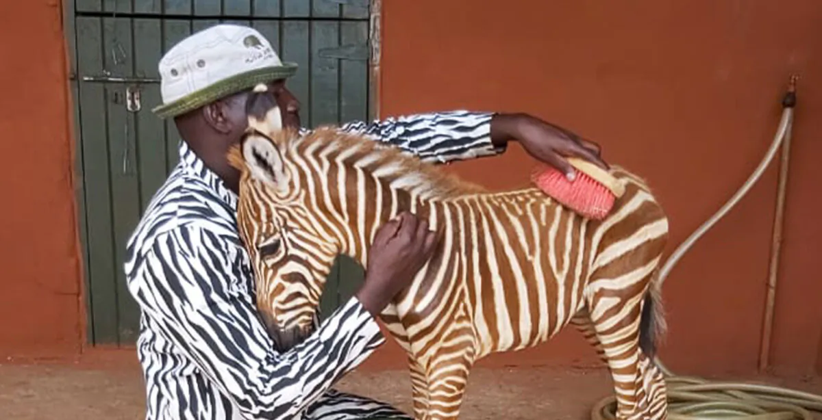(Courtesy of The David Sheldrick Wildlife Trust)
