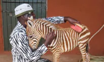 Wildlife Rescuers Wear Special Striped Coat to Become ‘Mother’ for Orphaned Baby Zebra