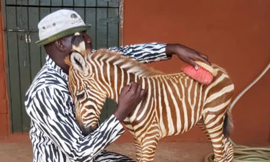 Wildlife Rescuers Wear Special Striped Coat to Become ‘Mother’ for Orphaned Baby Zebra