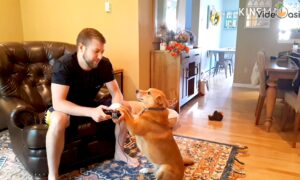 Pets Want Their Owner's Attention