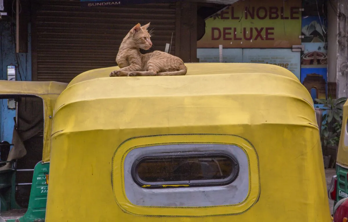A cat sits on a vehicle in New Delhi, India, on May 13, 2020. (Yawar Nazir/Getty Images)