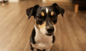 Dog That Once Struggled to Find a Forever Home Can Spell Her Name and Count Numbers