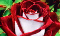 Rare Double-Colored Osiria Rose ‘Is Not a Scam’ but Typically Hard to Grow