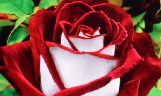 Rare Double-Colored Osiria Rose ‘Is Not a Scam’ but Typically Hard to Grow