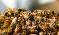 60,000 Bees Stolen From Grocery Company’s Pollinator Field