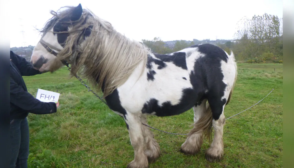(Courtesy of World Horse Welfare)