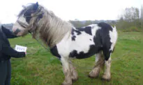 Horse With Maggot-Infested Head Wound From Headcollar Rescued From Neglect