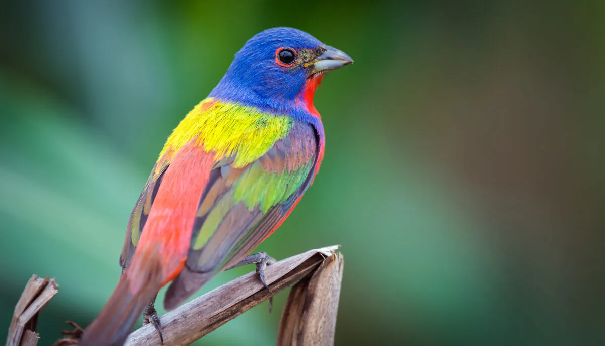 (Matthew Orselli/Shutterstock)