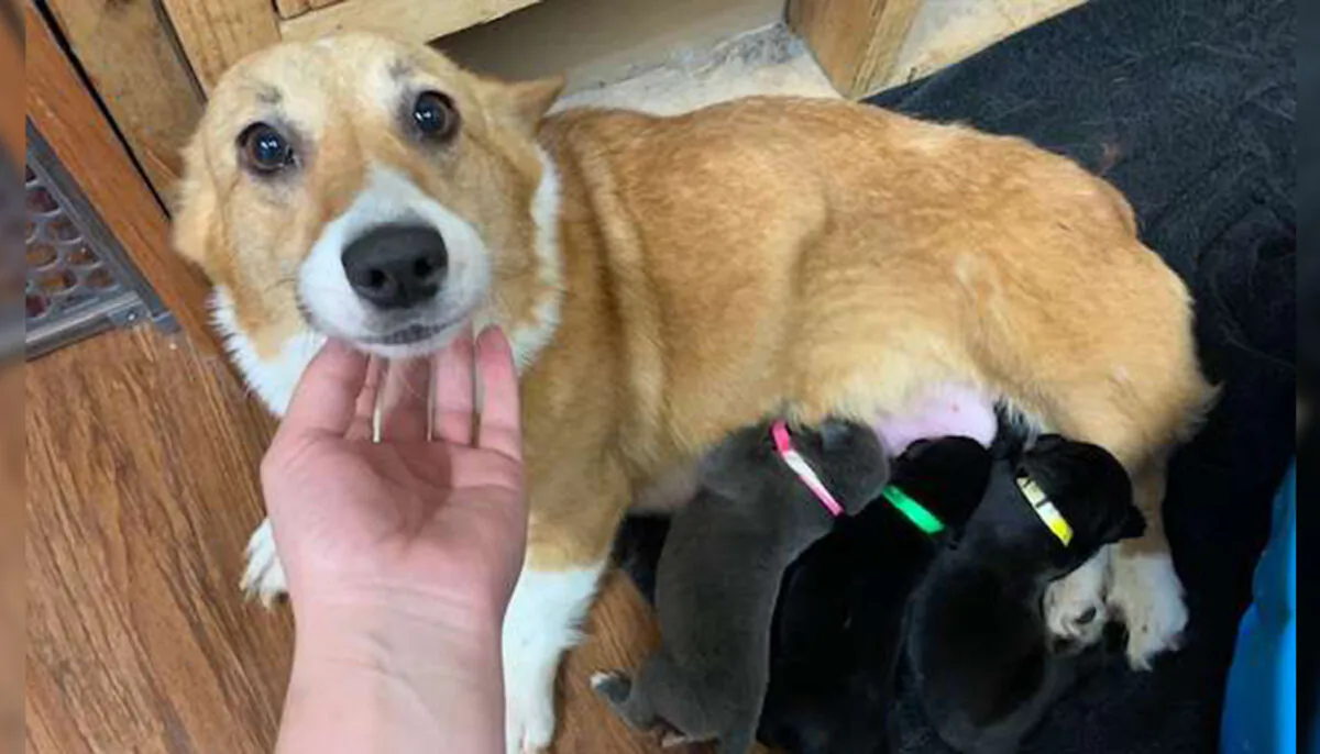 (Courtesy of No Dog Left Behind - Minnesota Canine Rescue)