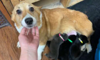 Pregnant Corgi Mom Rescued From Puppy Mill ‘Adopts’ Litter of Abandoned Pit Bull Pups As Her Own