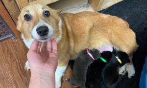 Pregnant Corgi Mom Rescued From Puppy Mill 'Adopts' Litter of Abandoned Pit Bull Pups As Her Own