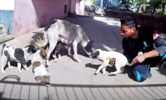 Puppy With Two Deep Wounds Recovers and Reunites With Mama Dog After She Cried for Help