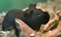 Adorable Hairless ‘Skinny Pigs’ Are Lab Rodents That Look Just Like Miniature Hippos
