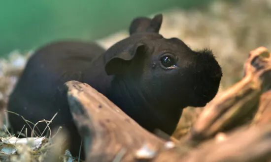 Adorable Hairless ‘Skinny Pigs’ Are Lab Rodents That Look Just Like Miniature Hippos