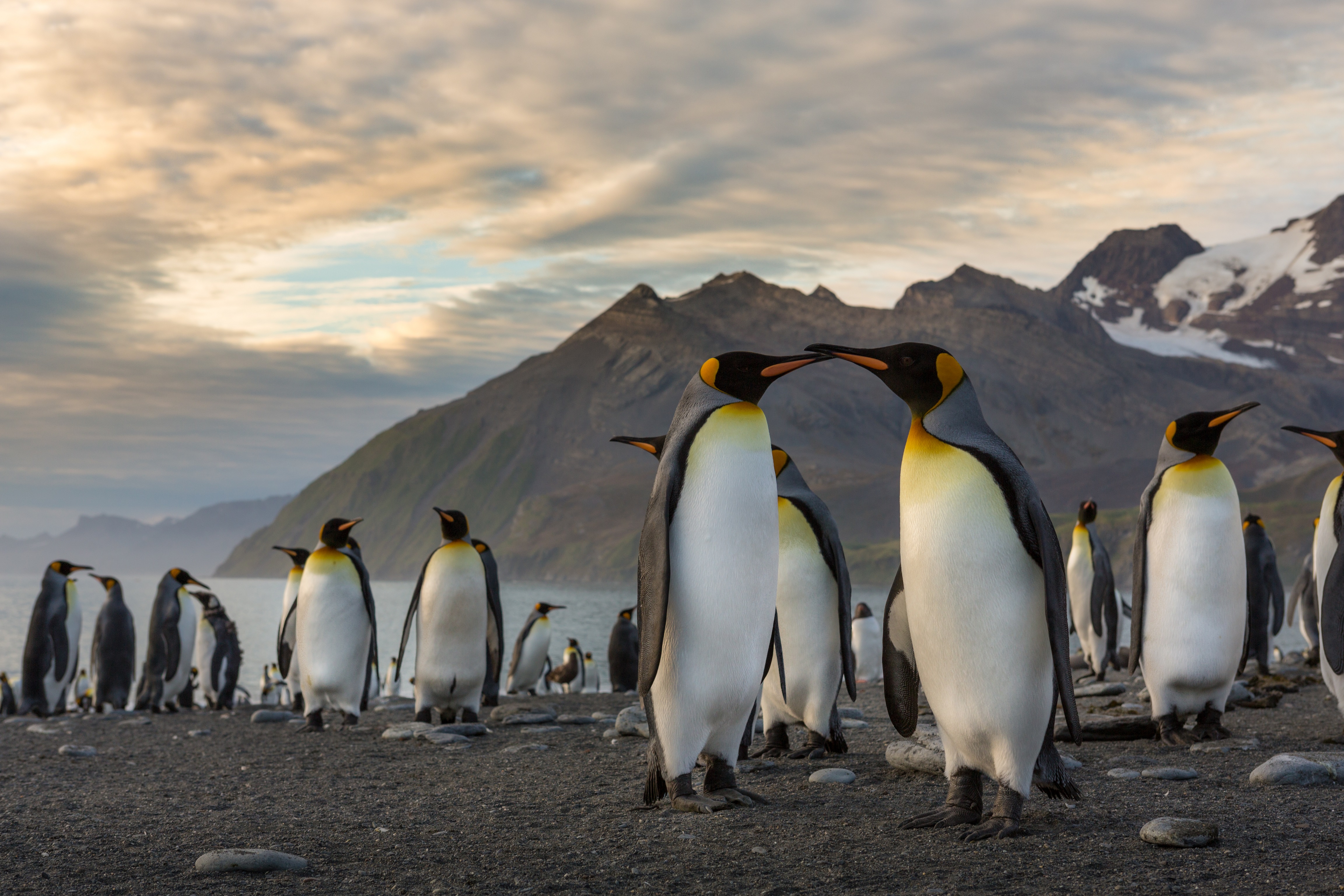 AdelineHeymann_SouthGeorgia_GoldHarbor_KingPenguinLandscapes